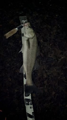 シーバスの釣果