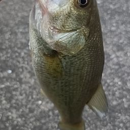 ブラックバス