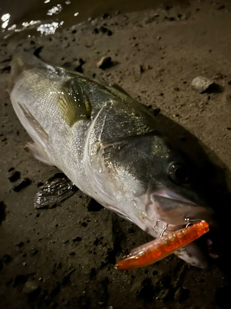 SHIMANO 19エンカウンター S90MLの最安値・インプレ・釣果