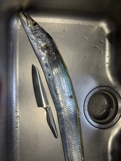 テンジクタチの釣果