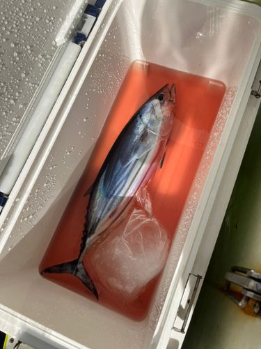 カツオの釣果