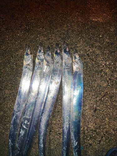 タチウオの釣果