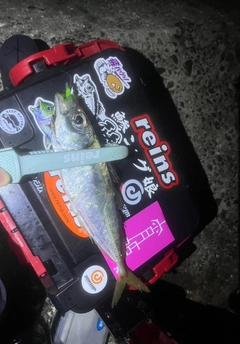 マアジの釣果