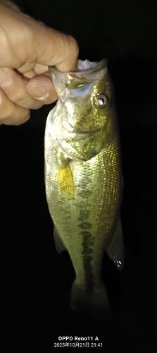 ブラックバスの釣果
