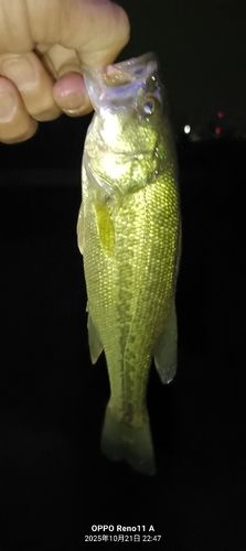 ブラックバスの釣果