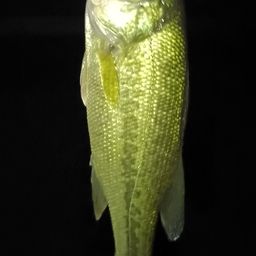 ブラックバス