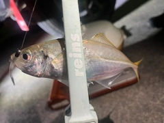 マアジの釣果