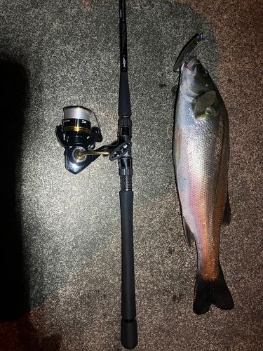 シーバスの釣果