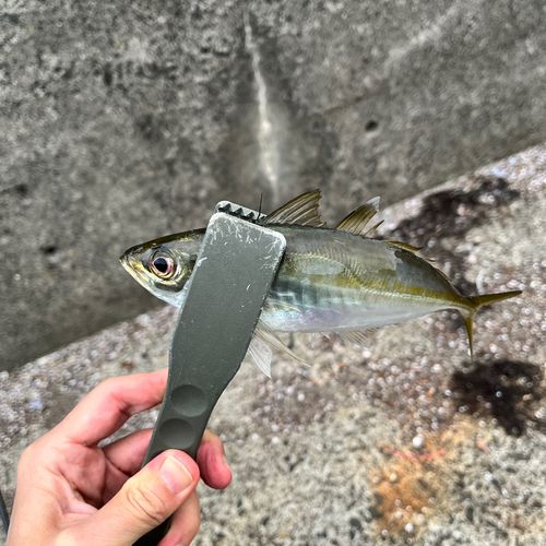 臼杵湾