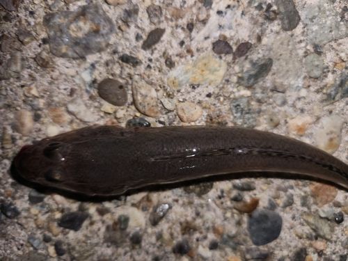 ハゼの釣果