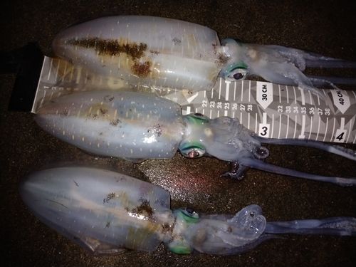 アオリイカの釣果