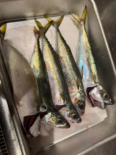 サバの釣果
