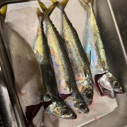 サバ