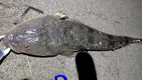 マゴチの釣果