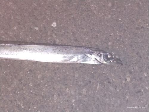タチウオの釣果