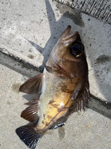 メバルの釣果