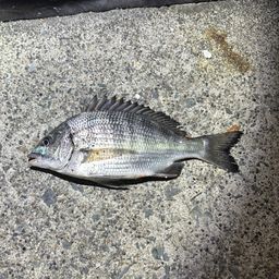 クロダイ
