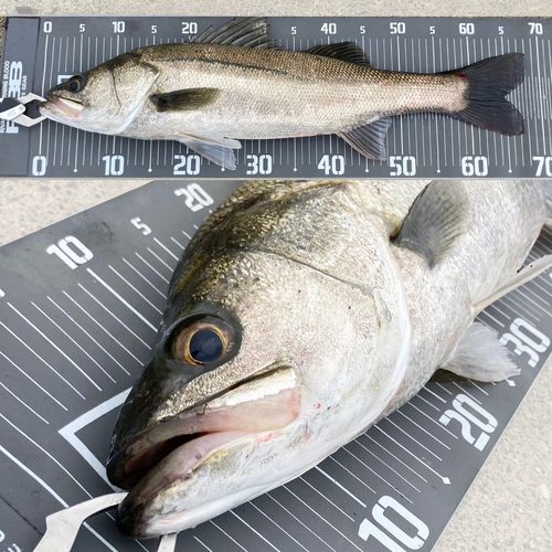 シーバスの釣果