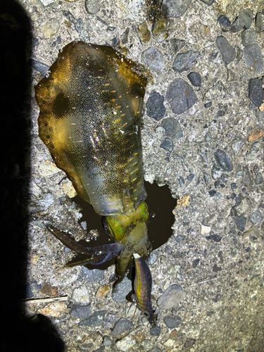 アオリイカの釣果