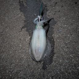 アオリイカ