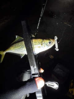 マアジの釣果