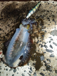 アオリイカの釣果