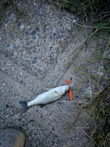 セイゴ（マルスズキ）の釣果