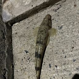 マゴチ