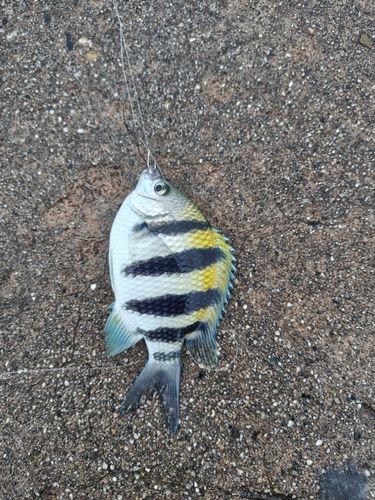オヤビッチャの釣果