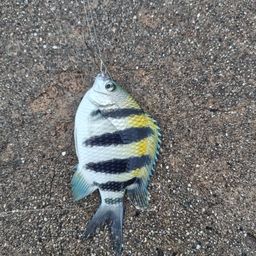 オヤビッチャ