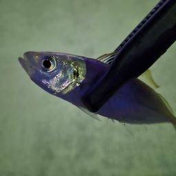 アジ