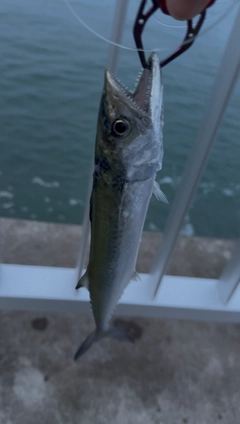 サゴシの釣果