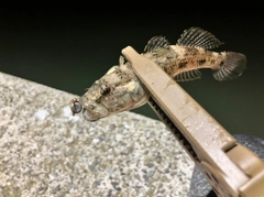 マハゼの釣果