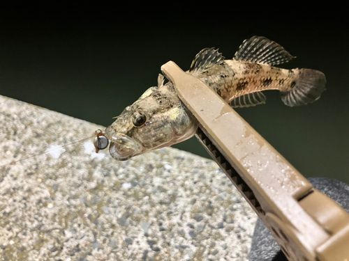 マハゼの釣果