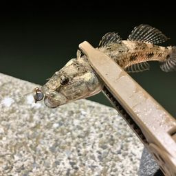 マハゼ