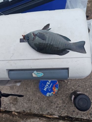 グレの釣果
