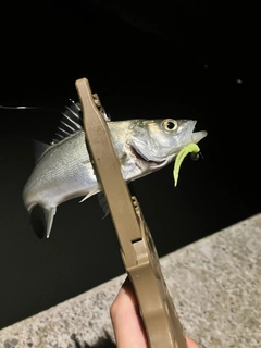 セイゴ（タイリクスズキ）の釣果