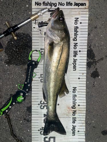 シーバスの釣果