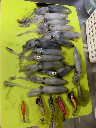 マメイカの釣果