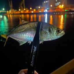 アジ