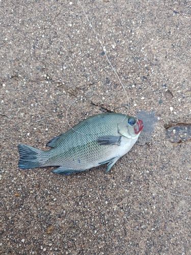 グレの釣果