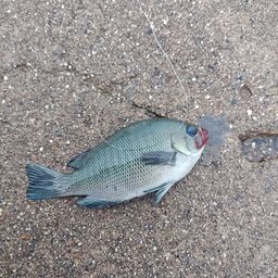 グレ
