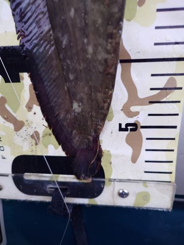 ナマズの釣果