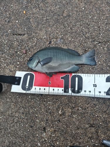 グレの釣果