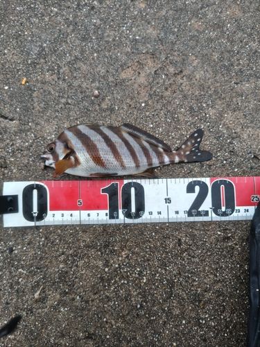 タカノハダイの釣果