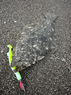 ソゲの釣果
