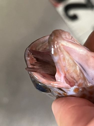 オオモンハタの釣果