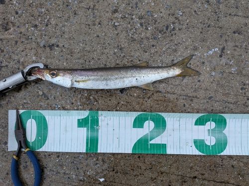 カマスの釣果