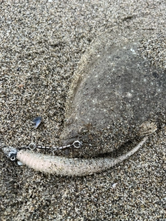 ソゲの釣果