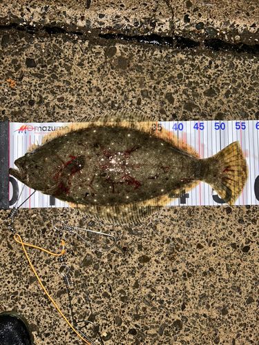 ヒラメの釣果